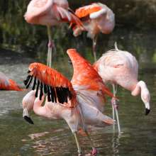 Flamingos at the Baton Rouge Zoo