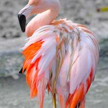 Baton Rouge Zoo Flamingo