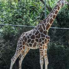 Giraffe at the Baton Rouge Zoo