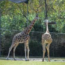 Giraffes at the Baton Rouge Zoo