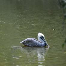 Pelican at the Baton Rouge Zoo