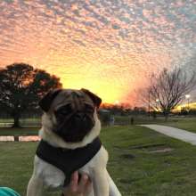 Ollie at BREC's Perkins Road Community Park