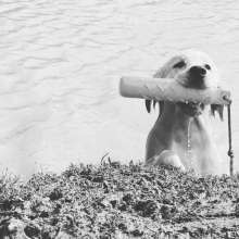 Burbank Dog Park
