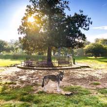 Raising Cane's Dog Park