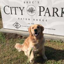 Sully at City-Brooks Dog Park