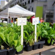 Red Stick Farmer's Market