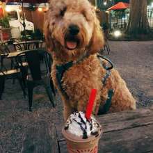 Curbside Pet-Friendly