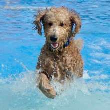 Mako at Liberty Lagoon Summer Pawty
