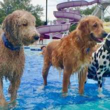 Mako and friends at Liberty Lagoon