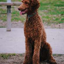 Dog Park