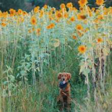 Rural Life Dog Friendly