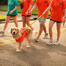 Sully at the St. Jude Walk Downtown
