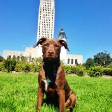 State Capitol Pet-Friendly