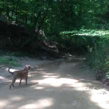 Gus at Tunica Hills