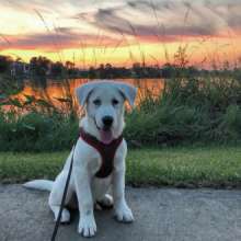 LSU Lakes dog albus