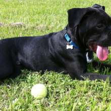 LSU Lakes Dog-Friendly