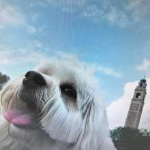 Odie at the LSU Parade Grounds