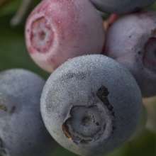 Blueberries 