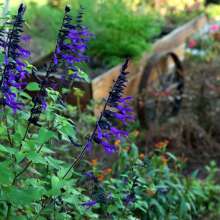 Colorful garden of flowers