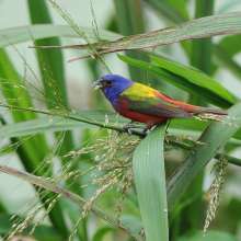 Painted Bunting bird in a bush