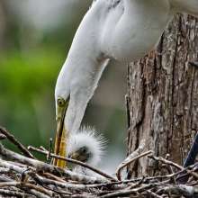 Mother and baby Egrets in nest 