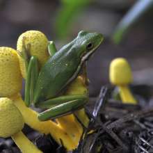 Green frog on yellow plant