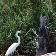 Neches Egret