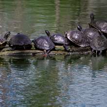 Turtles on a log at Shangri La