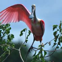 You Who waves Roseate Spoonbill