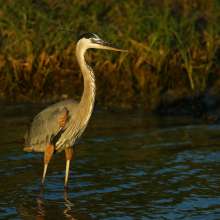 Migratory bird on Texas Gulf Coast