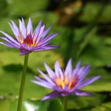 Buu Mon Lotus Flowers