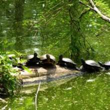 Turtles In the Sun