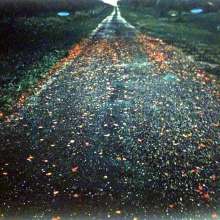 permanent art collection