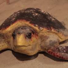 Sea Turtles in NC's Brunswick Islands
