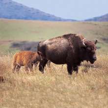 baby-buffalo-spring.jpg