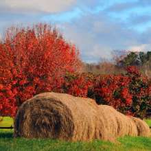 Orange County Fall Scene.JPG