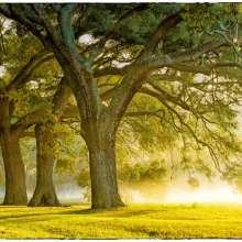McLeod Plantation