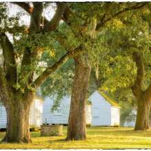 McLeod Plantation