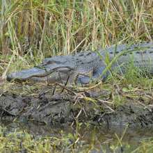 Ravenel Caw Caw Interpretive Center