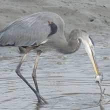 Ravenel Caw Caw Interpretive Center