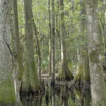 Ravenel Caw Caw Interpretive Center