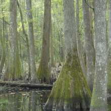 Ravenel Caw Caw Interpretive Center