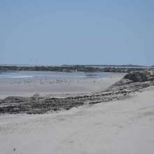 May 14 Folly Beach County Park Shore Stabilization