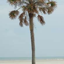 June 4 Folly Beach County Park Shore Stabilization