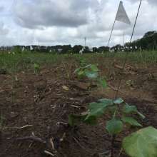 Sea Island Cotton Seedling