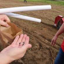 Sea Island Cotton seeds - Gossypium barbadense