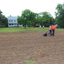 Rolling soil to flatten after seed planting