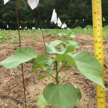 Sea Island Cotton - 5 Weeks Out