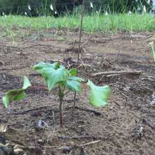 Sea Island Cotton Seedling: 1 month after planting