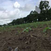 Sea Island Cotton Seedling